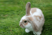Radar Rabbit